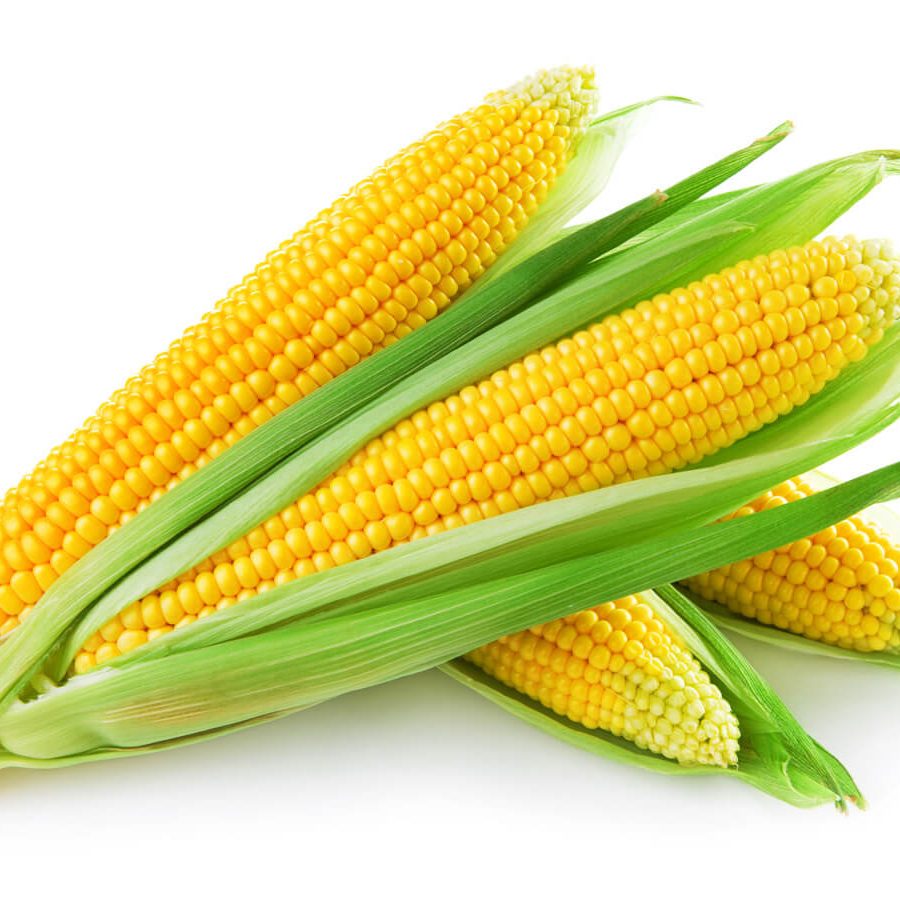 corn-supply Svg+xml,%3Csvg%20xmlns%3D'http%3A%2F%2Fwww.w3
