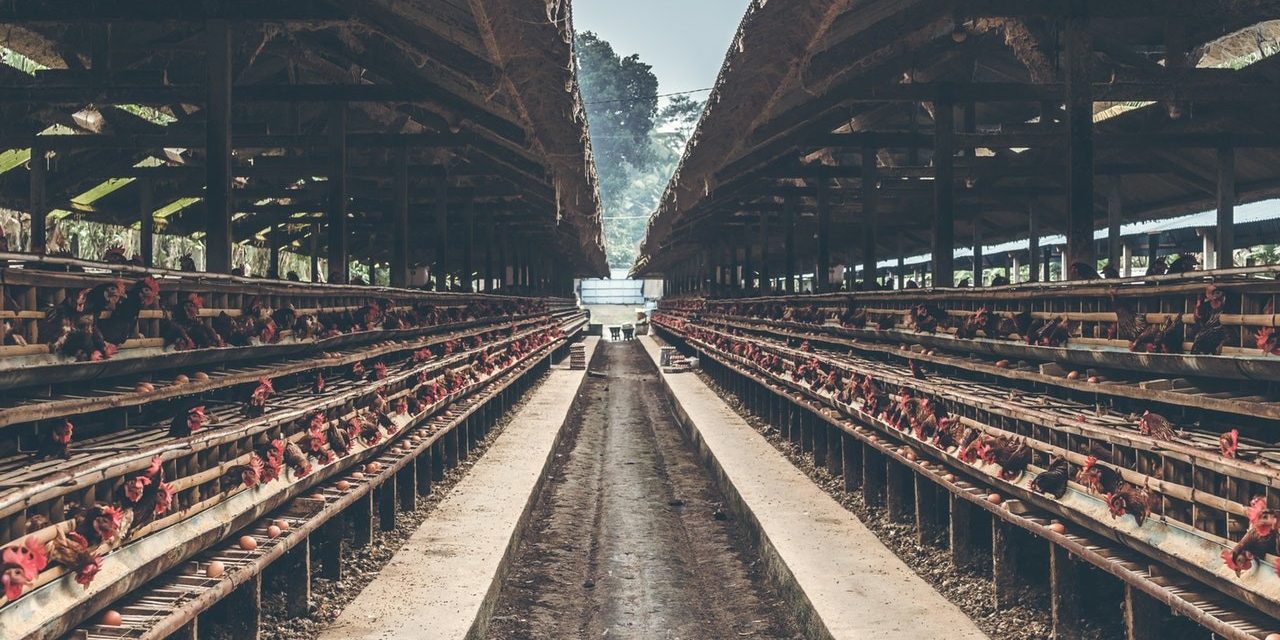 animal feed supplier