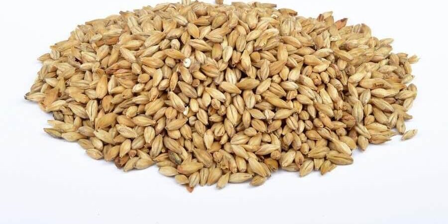 wholesale-barley-purchase