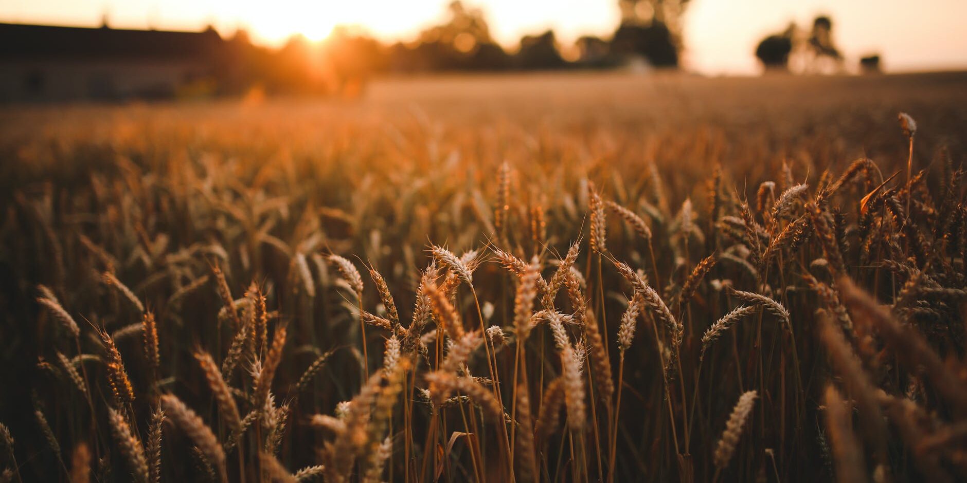 wholesale-wheat-purchase