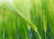 Barley: A Versatile and Nutritious Grain