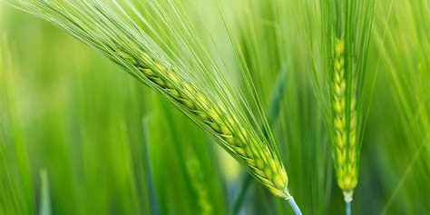 Barley: A Versatile and Nutritious Grain Barley: A Versatile and Nutritious Grain