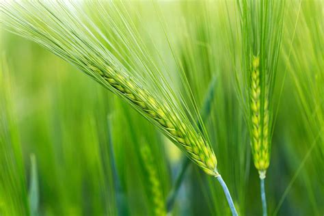 Barley: A Versatile and Nutritious Grain Barley: A Versatile and Nutritious Grain